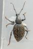 Otiorhynchus aurifer